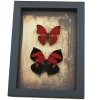 Real Red Heart Butterfly Set Gothic Old World Lock Key Framed Taxidermy Display