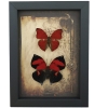 Real Red Heart Butterfly Set Gothic Old World Lock Key Framed Taxidermy Display