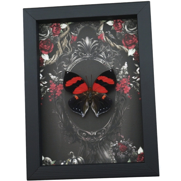 Gothic Red Heart Butterfly Black Roses Siderone galanthis Real Framed Taxidermy Display