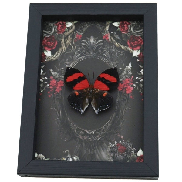 Gothic Red Heart Butterfly Black Roses Siderone galanthis Real Framed Taxidermy Display