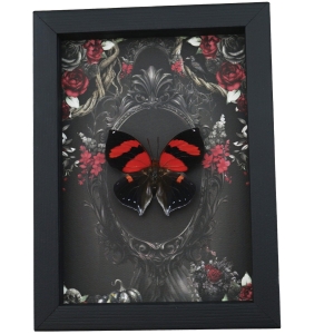 Gothic Red Heart Butterfly Black Roses Siderone galanthis Real Framed Taxidermy Display