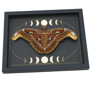 Resting Atlas Moth Moon Phases Attacus Atlas Gothic Framed Taxidermy Display