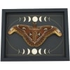 Resting Atlas Moth Moon Phases Attacus Atlas Gothic Framed Taxidermy Display