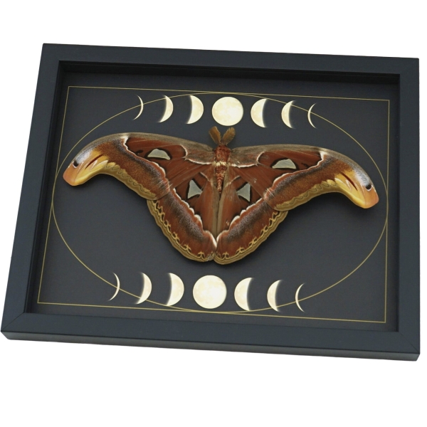 Resting Atlas Moth Moon Phases Attacus Atlas Gothic Framed Taxidermy Display