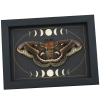 Real Resting Moth Moon phases Hyalophora cecropia Female Framed Taxidermy Display