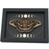 Real Resting Moth Moon phases Hyalophora cecropia Female Framed Taxidermy Display