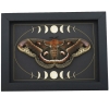 Real Resting Moth Moon phases Hyalophora cecropia Female Framed Taxidermy Display