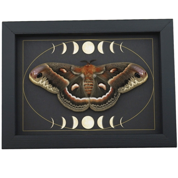 Real Resting Moth Moon phases Hyalophora cecropia Female Framed Taxidermy Display