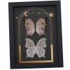 Mother Of Pearl Butterflies Celestial Sun Moon Stars Salamis parhassus Pair Framed Taxidermy Display