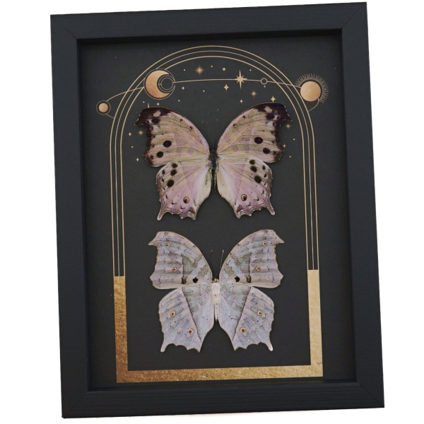 Mother Of Pearl Butterflies Celestial Sun Moon Stars Salamis parhassus Pair Framed Taxidermy Display