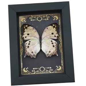Real Mother Of Pearl Butterfly Gothic Night Sky Stars Salamis parhassus Framed Taxidermy Display