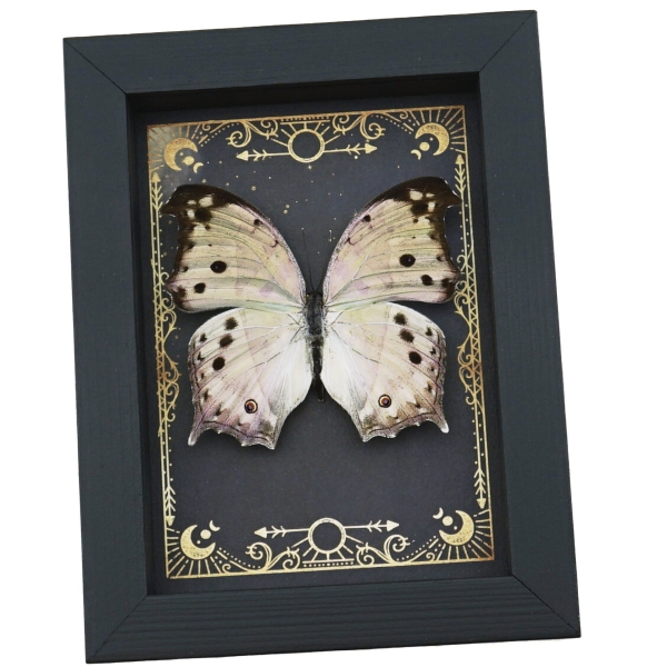 Real Mother Of Pearl Butterfly Gothic Night Sky Stars Salamis parhassus Framed Taxidermy Display