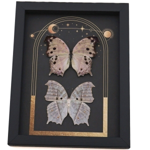 Mother Of Pearl Butterflies Celestial Sun Moon Stars Salamis parhassus Pair Framed Taxidermy Display