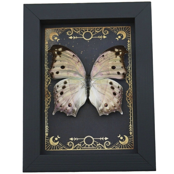 Real Mother Of Pearl Butterfly Gothic Night Sky Stars Salamis parhassus Framed Taxidermy Display