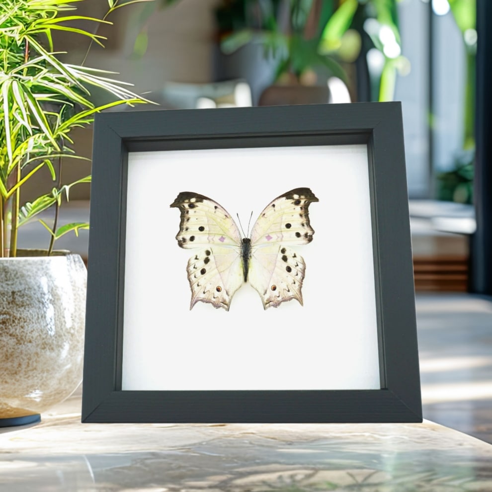 Salamis parhassus Mother Of Pearl Butterfly Framed Taxidermy Classic Black Display