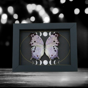 Mother Of Pearl Butterfly Phases of The Moon Salamis parhassus Framed Taxidermy Display