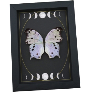 Mother Of Pearl Butterfly Phases of The Moon Salamis parhassus Framed Taxidermy Display