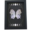 Mother Of Pearl Butterfly Phases of The Moon Salamis parhassus Framed Taxidermy Display