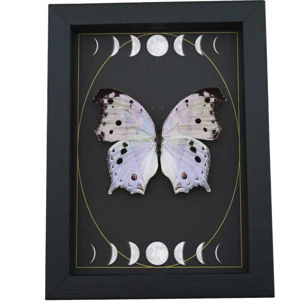 Mother Of Pearl Butterfly Phases of The Moon Salamis parhassus Framed Taxidermy Display