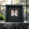 Salamis parhassus Mother Of Pearl Butterfly Moonlight Display Framed Taxidermy