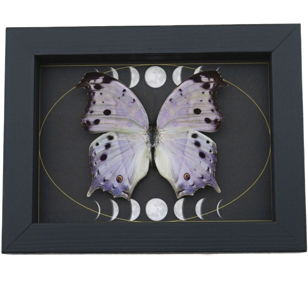 Mother Of Pearl Butterfly Phases of The Moon Salamis parhassus Framed Taxidermy Display