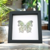 White Ghost Butterfly Salamis parhassus Verso Framed Taxidermy Classic Black Display