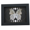 Mother Of Pearl Butterfly Phases of The Moon Salamis parhassus verso Framed Taxidermy Display