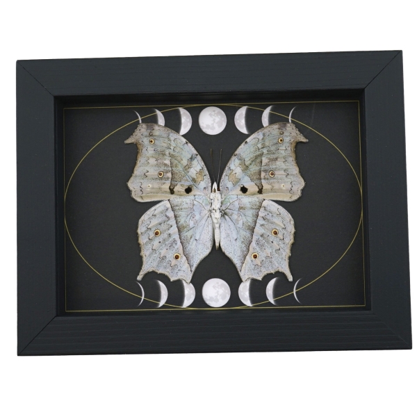 Mother Of Pearl Butterfly Phases of The Moon Salamis parhassus verso Framed Taxidermy Display