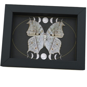 Mother Of Pearl Butterfly Phases of The Moon Salamis parhassus verso Framed Taxidermy Display