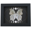 Mother Of Pearl Butterfly Phases of The Moon Salamis parhassus verso Framed Taxidermy Display