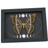 Samia luzonica Female Moth Gothic Dark Moon Phases Pink Silk Moth Framed Taxidermy