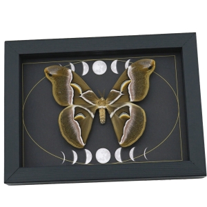Samia luzonica Female Moth Gothic Dark Moon Phases Pink Silk Moth Framed Taxidermy