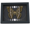 Samia luzonica Female Moth Gothic Dark Moon Phases Pink Silk Moth Framed Taxidermy
