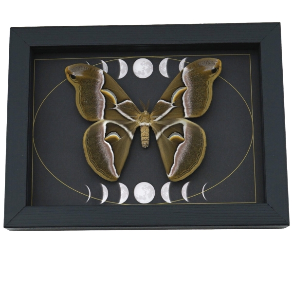 Samia luzonica Female Moth Gothic Dark Moon Phases Pink Silk Moth Framed Taxidermy