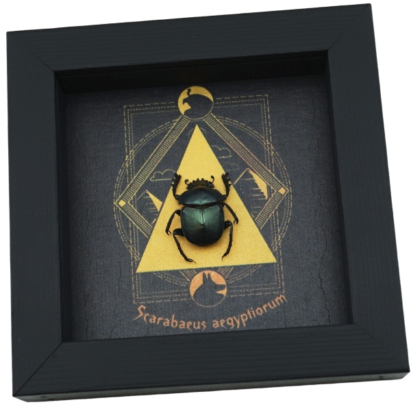 Real Sacred Egyptian King Scarab Beetle Pyramid Real Framed Green Scarabaeus aegyptiorum