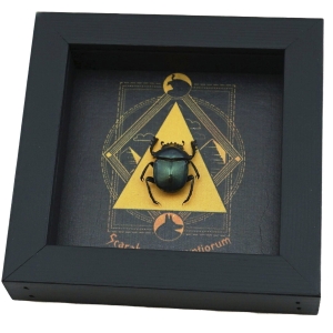 Real Sacred Egyptian King Scarab Beetle Pyramid Real Framed Green Scarabaeus aegyptiorum