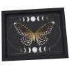 Real White Witch Moth Gothic Phases Of The Moon Thysania agrippina Framed Taxidermy Display