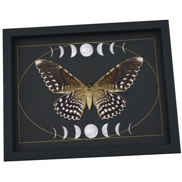 Real White Witch Moth Gothic Phases Of The Moon Thysania agrippina Framed Taxidermy Display