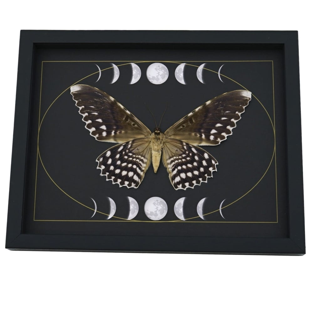 Real White Witch Moth Gothic Phases Of The Moon Thysania agrippina Framed Taxidermy Display