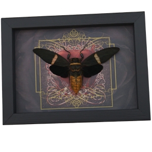 Gothic Red Heart Black Cicada Tosena albata Framed Insect Taxidermy Display