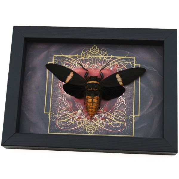 Gothic Red Heart Black Cicada Tosena albata Framed Insect Taxidermy Display