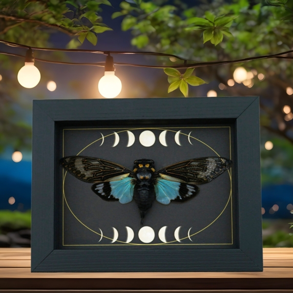 Real Blue Cicada Gothic Moon Phases Tosena splendida Framed Insect Taxidermy Display