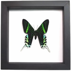 Green Banded Urania Moth Urania leilus Framed Classic Black Display