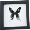 Urania Leilus Verso Green Banded Urania Moth Classic Black Display