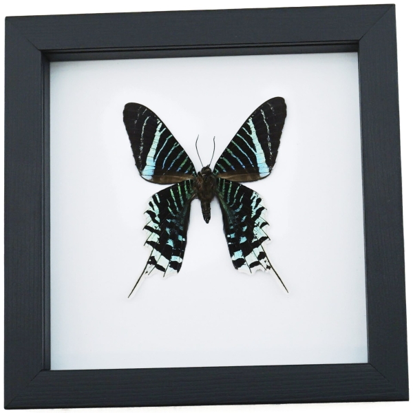 Urania Leilus Verso Green Banded Urania Moth Classic Black Display