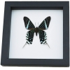 Urania Leilus Verso Green Banded Urania Moth Classic Black Display