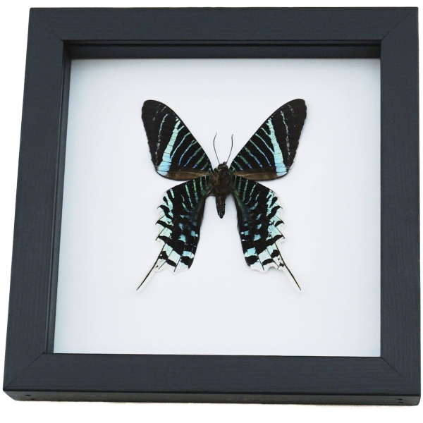 Urania Leilus Verso Green Banded Urania Moth Classic Black Display