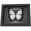 Rare Ghostly White Morpho Butterfly Gothic gold border Framed Morpho Theseus Juturna
