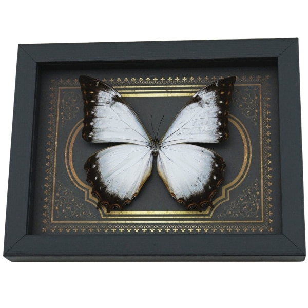 Rare Ghostly White Morpho Butterfly Gothic gold border Framed Morpho Theseus Juturna