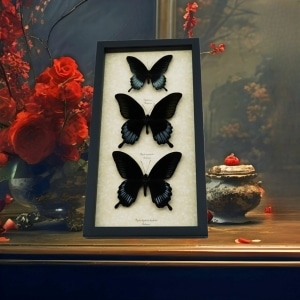 Black Gothic Butterfly Collection Giant Framed Swallowtail Butterflies